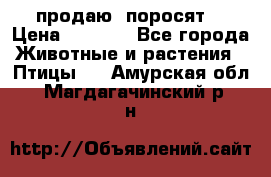 продаю  поросят  › Цена ­ 1 000 - Все города Животные и растения » Птицы   . Амурская обл.,Магдагачинский р-н